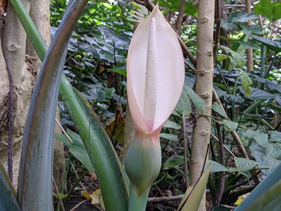 Elephant ear (Xanthosoma robustum)
