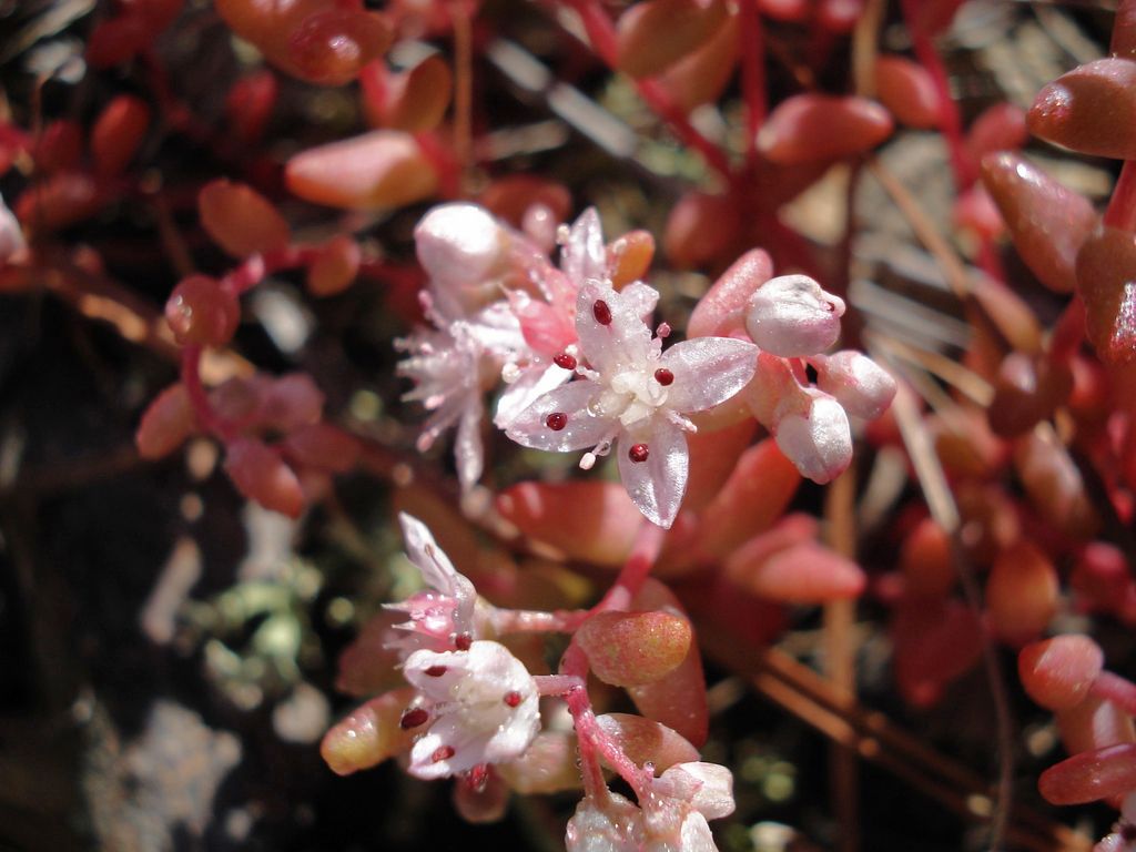 Elf orpine (Sedum smallii)
