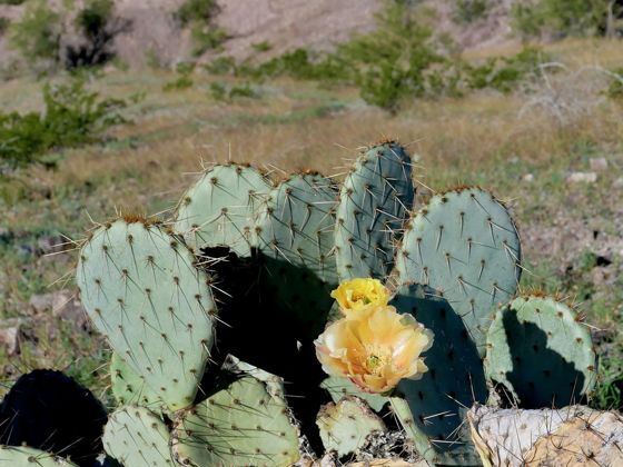 Engelmann's pricklypear (Opuntia engelmannii)