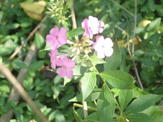 Fall phlox (Phlox paniculata)