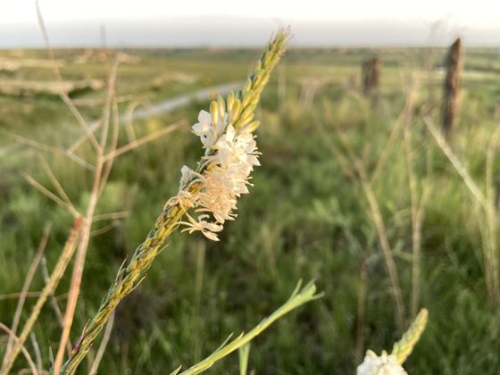 False gaura (Oenothera glaucifolia)