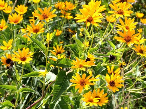 False sunflower (Heliopsis helianthoides)