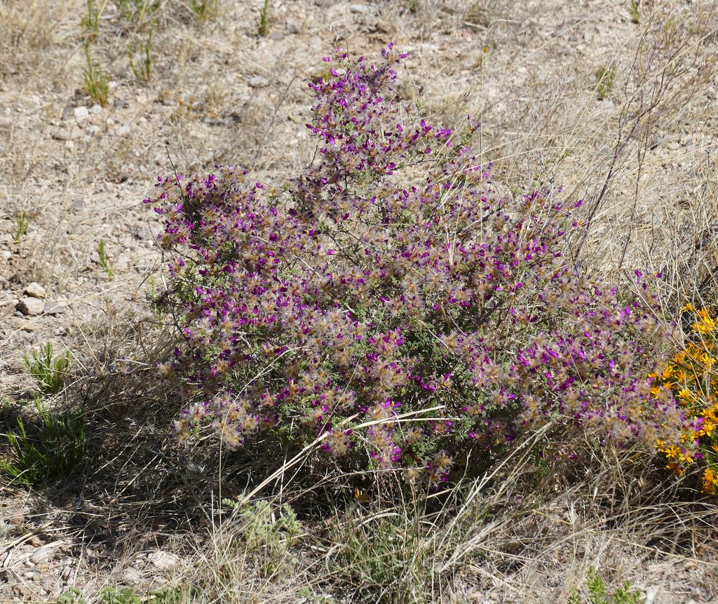 Feather dalea (Dalea formosa)