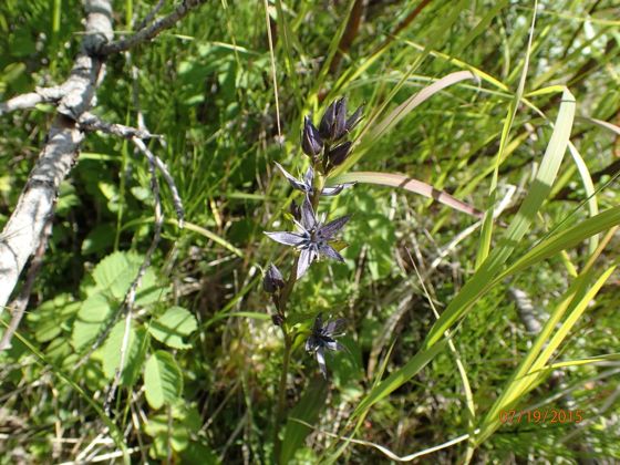 Felwort (Swertia perennis)