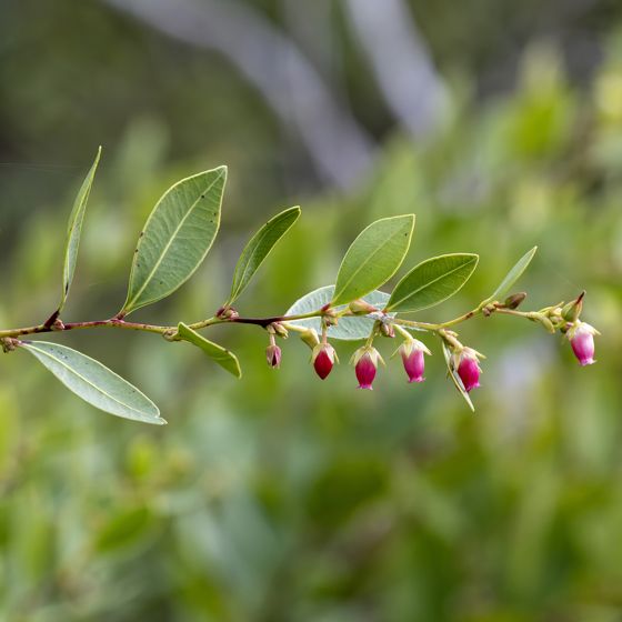 Fetterbush lyonia (Lyonia lucida)