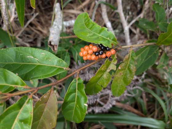 Fiddlewood (Citharexylum caudatum)