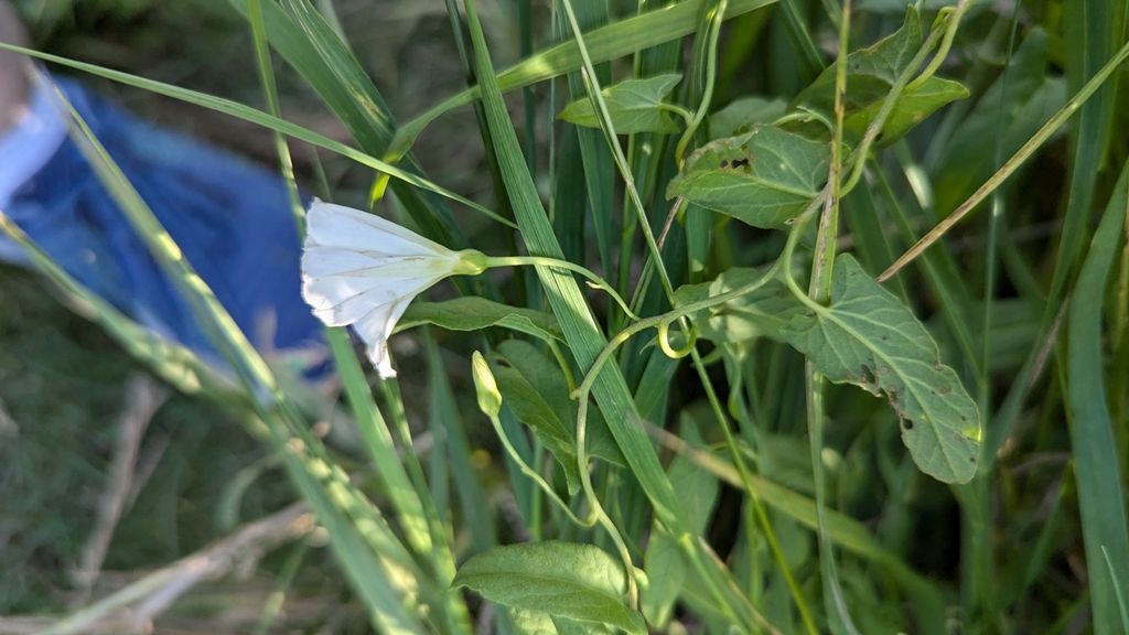 Field bindweed (Convolvulus arvensis)