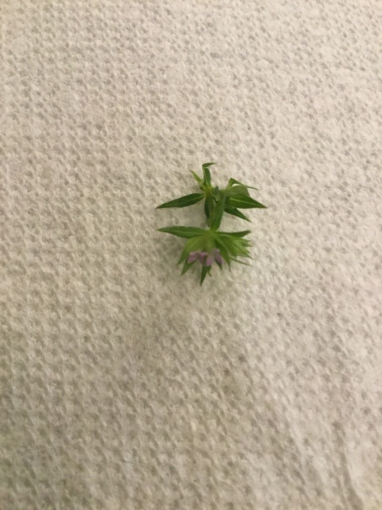 Field madder (Sherardia arvensis)