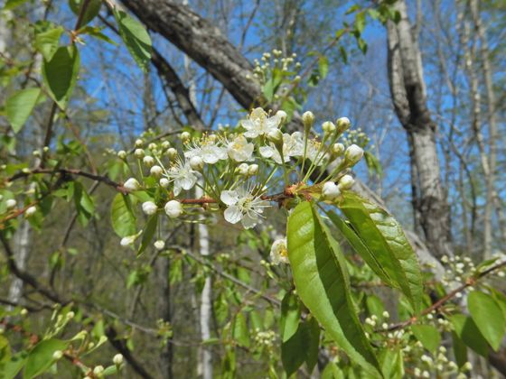 Fire cherry (Prunus pensylvanica)