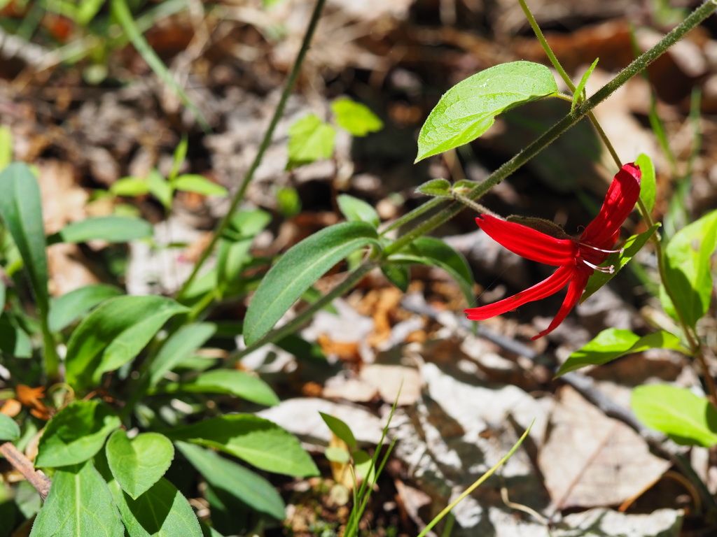 Fire pink (Silene virginica)