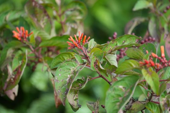 Firebush (Hamelia patens)