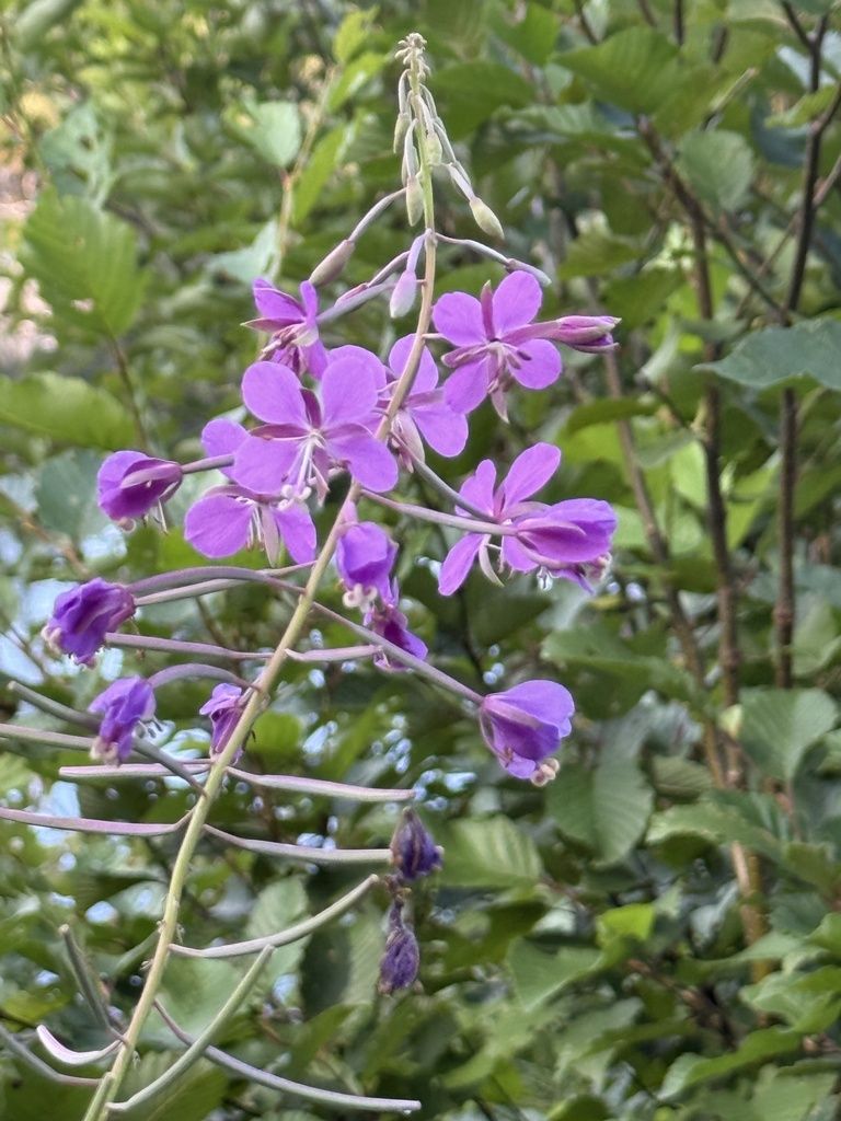 Fireweed (Chamaenerion angustifolium)