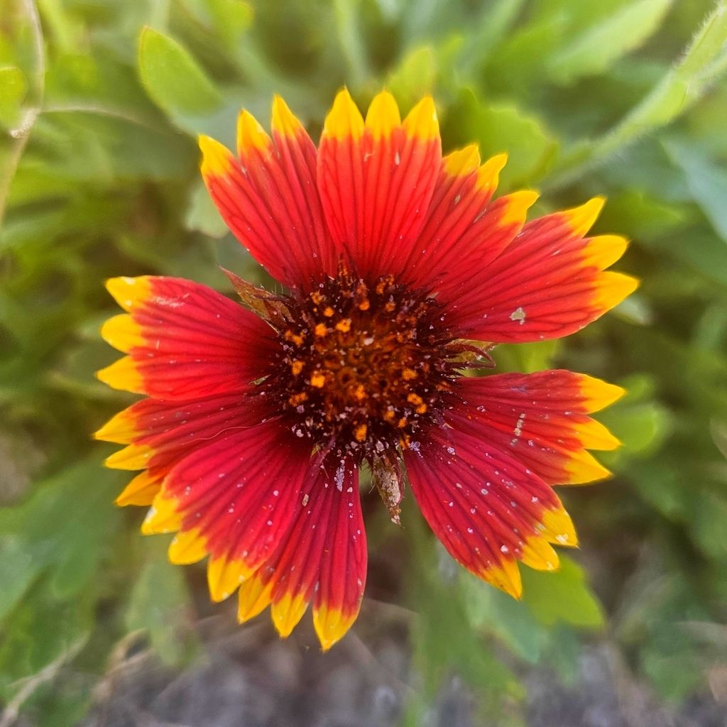 Firewheel (Gaillardia pulchella)