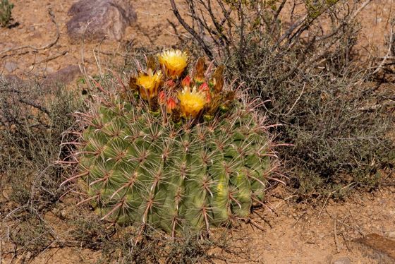 Fishhook barrel cactus (Ferocactus wislizeni)