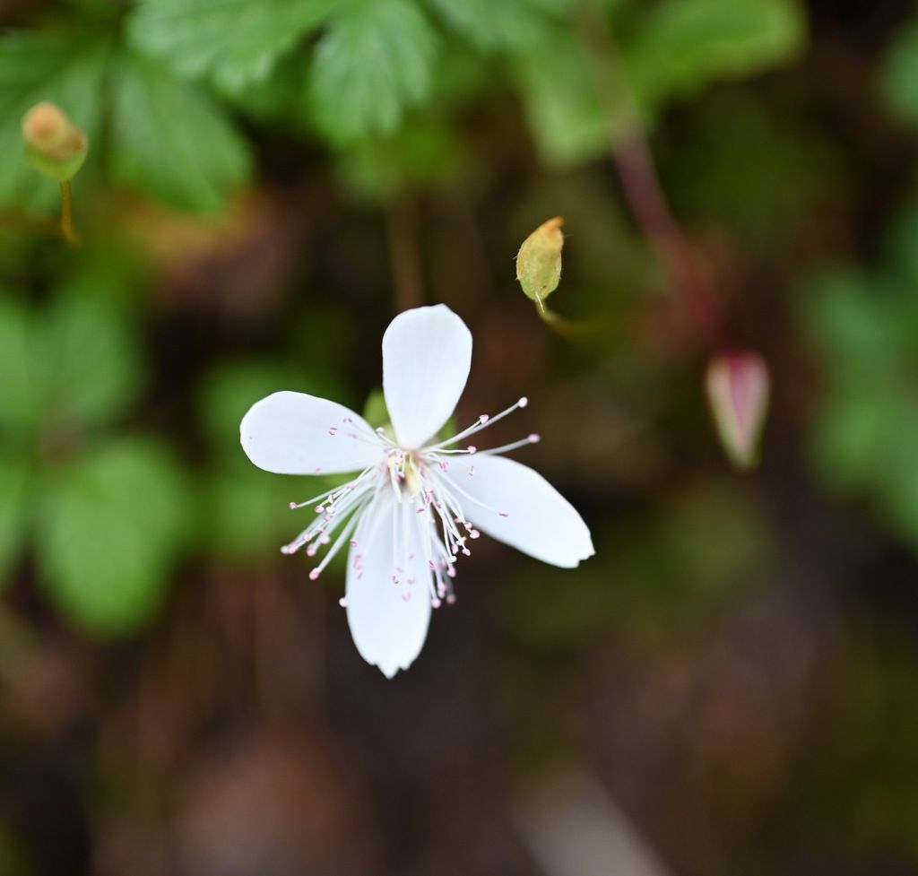 Five-leaf dwarf bramble (Rubus pedatus)