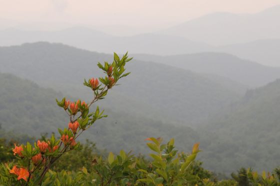 Flame azalea (Rhododendron calendulaceum)