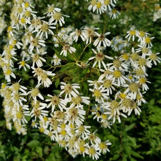 Flat-top white aster (Doellingeria umbellata)