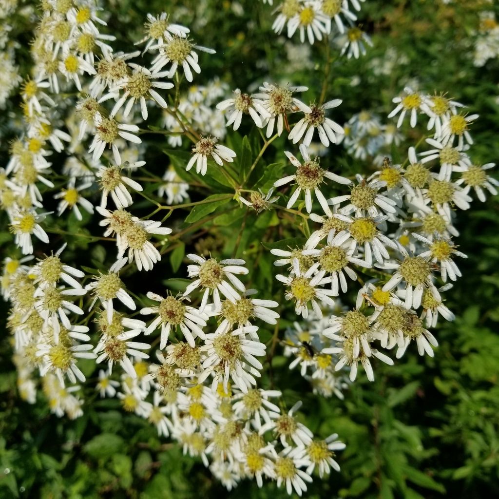 Flat-top white aster (Doellingeria umbellata)