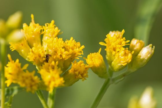 Flat-topped goldenrod (Euthamia graminifolia)