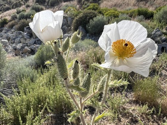 Flatbud prickly poppy (Argemone munita)