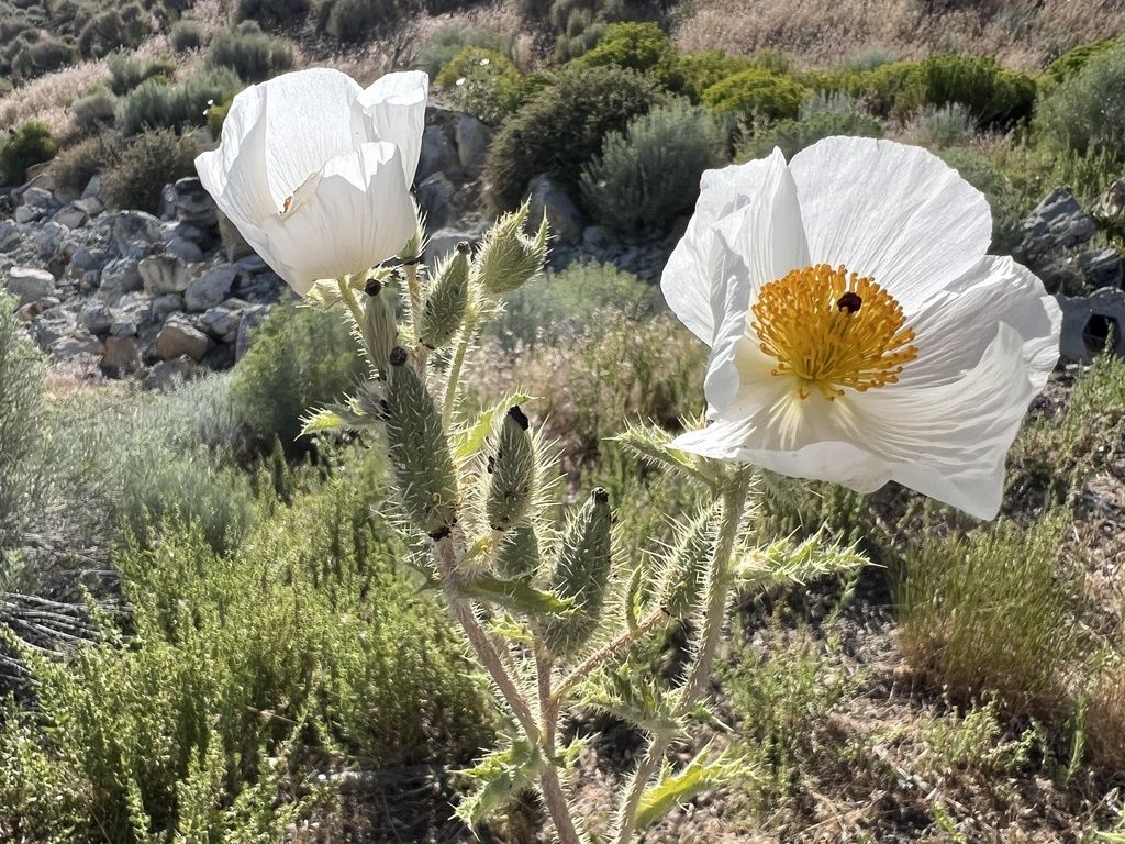 Flatbud prickly poppy (Argemone munita)
