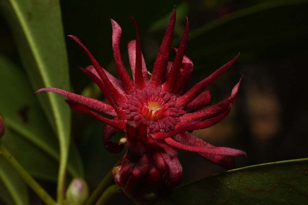 Florida anise (Illicium floridanum)