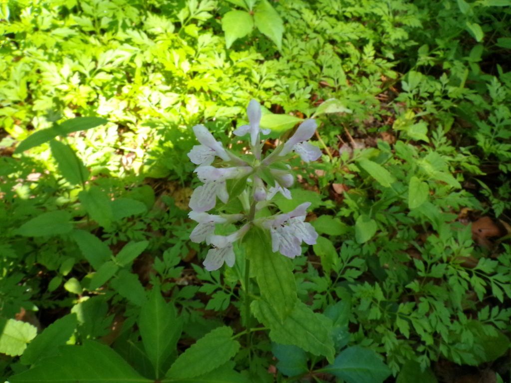 Florida hedgenettle (Stachys floridana)
