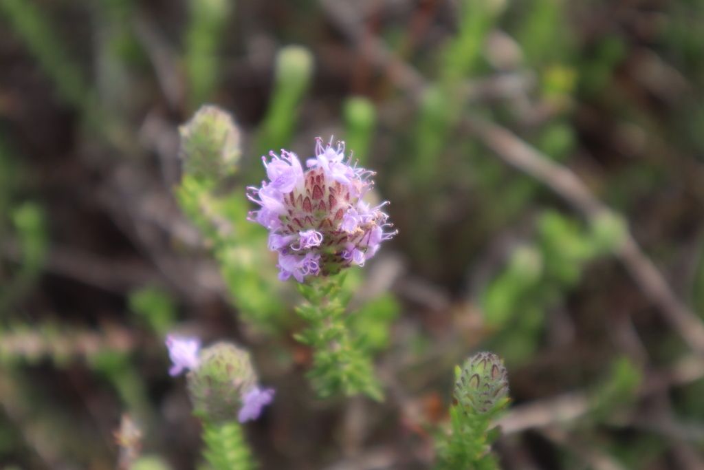 Florida pennyroyal (Piloblephis rigida)
