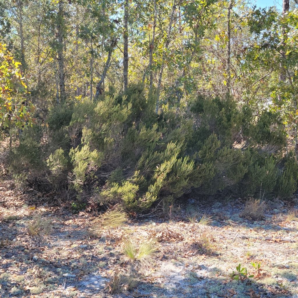 Florida rosemary (Ceratiola ericoides)