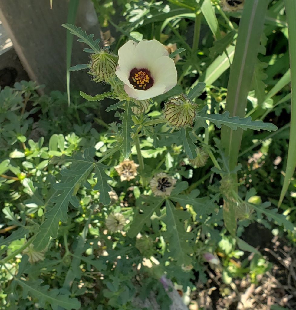 Flower-of-an-hour (Hibiscus trionum)