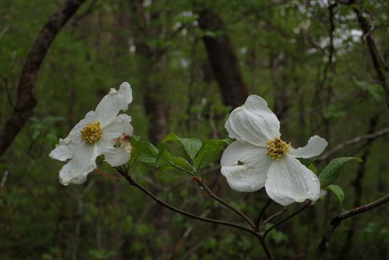 Flowering dogwood (Cornus florida)