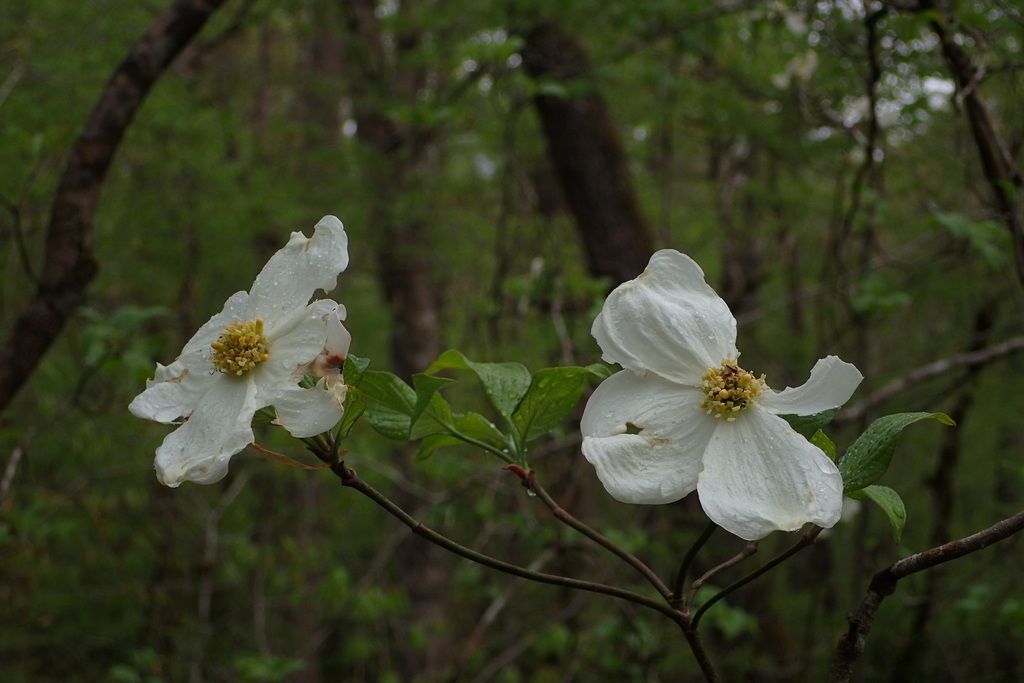 Flowering dogwood (Cornus florida)