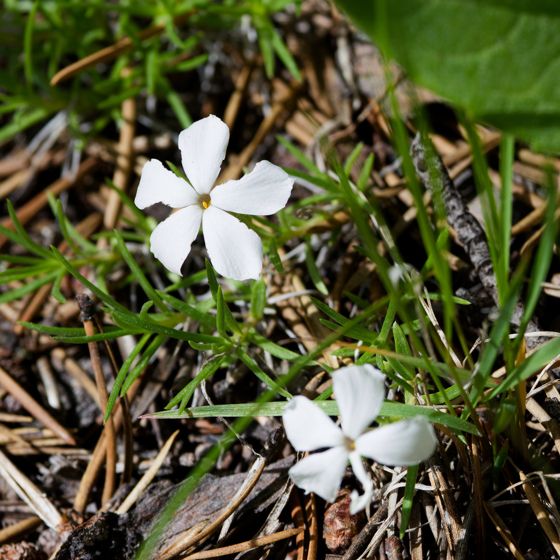 Flowery phlox (Phlox multiflora)