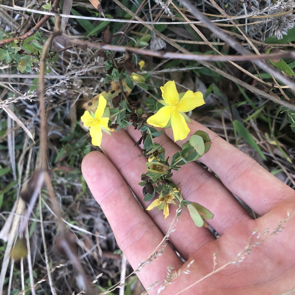 Fourpetal St. johnswort (Hypericum tetrapetalum)