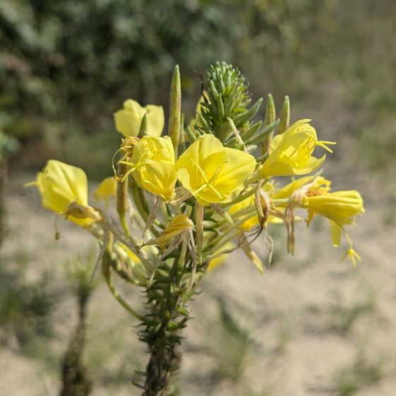 Fourpoint evening primrose (Oenothera rhombipetala)