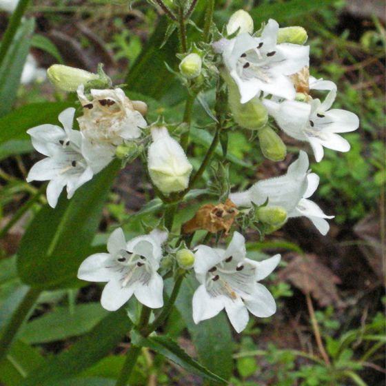 Foxglove beardtongue (Penstemon digitalis)