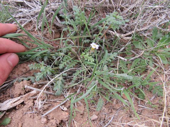 Frémont's phacelia (Phacelia fremontii)