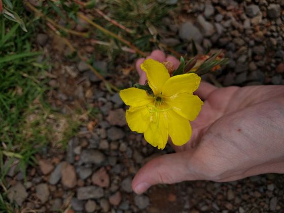 Fragrant evening-primrose (Oenothera stricta)