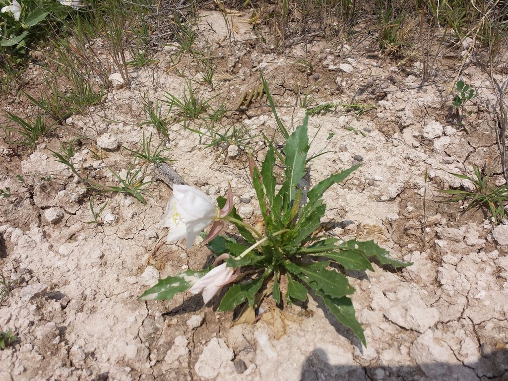 Fragrant evening primrose (Oenothera cespitosa)