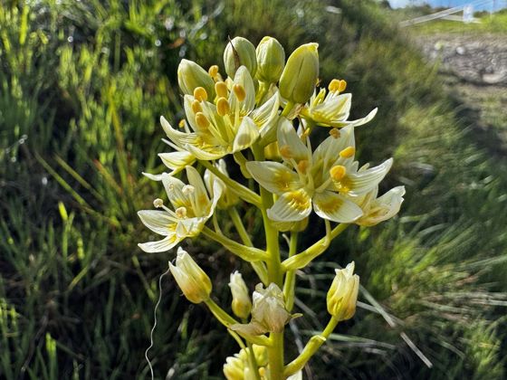 Fremont's death camas (Toxicoscordion fremontii)