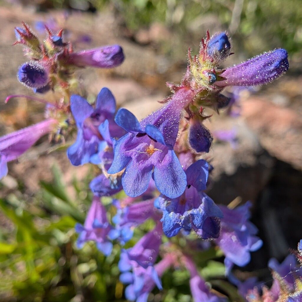 Front range beardtongue (Penstemon virens)