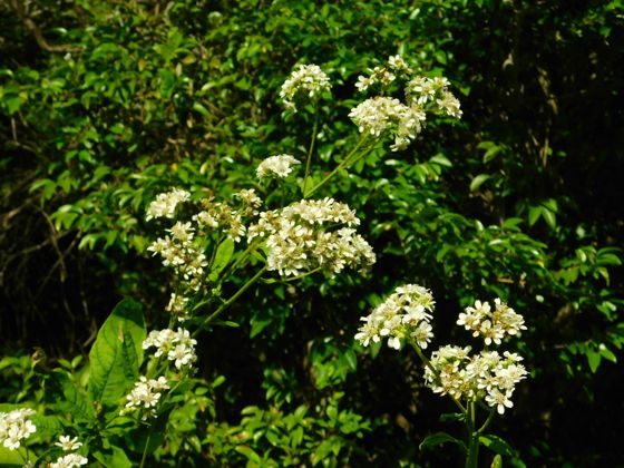 Frostweed (Verbesina virginica)