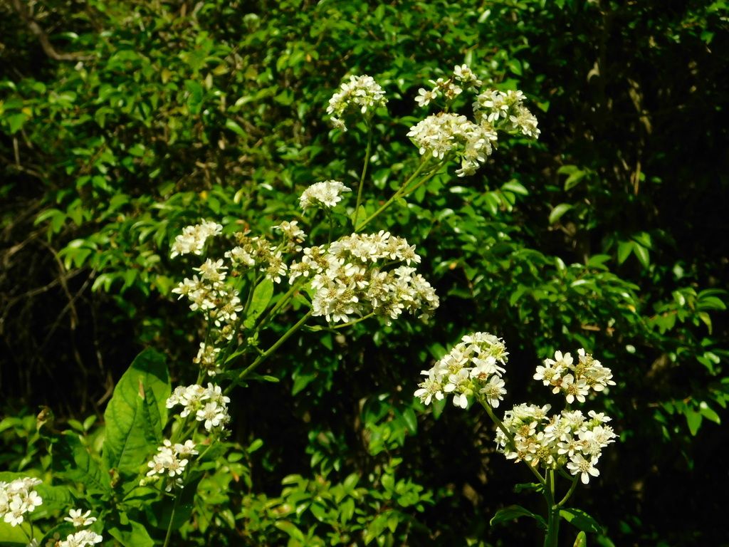 Frostweed (Verbesina virginica)