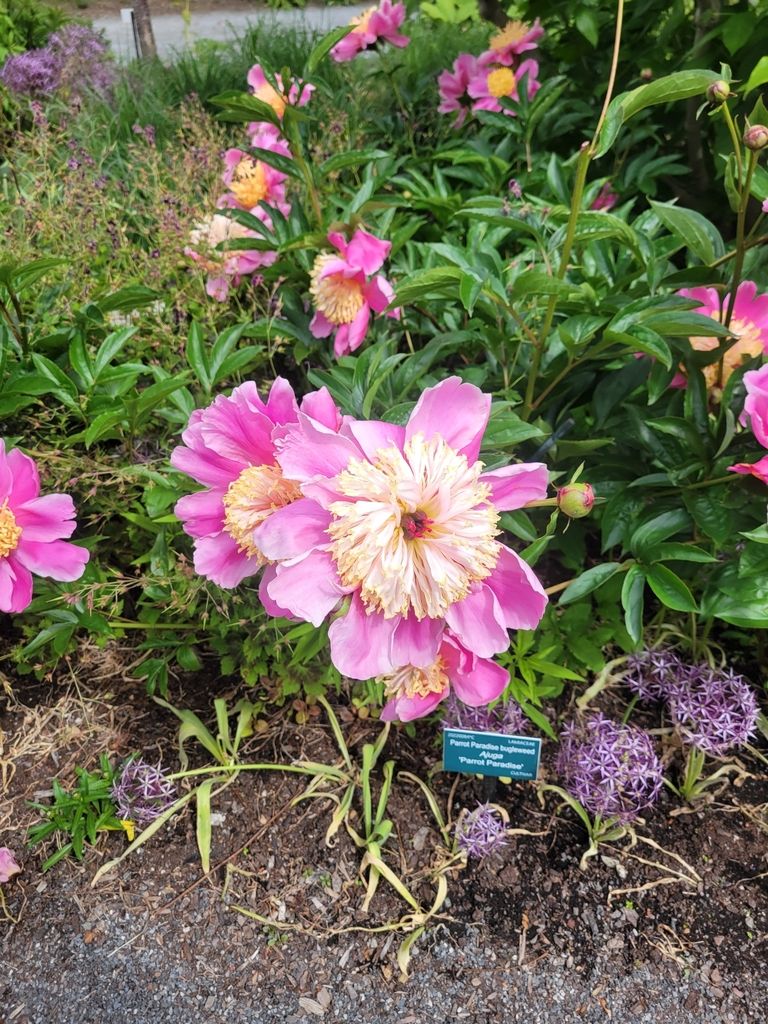 Garden peony (Paeonia lactiflora)