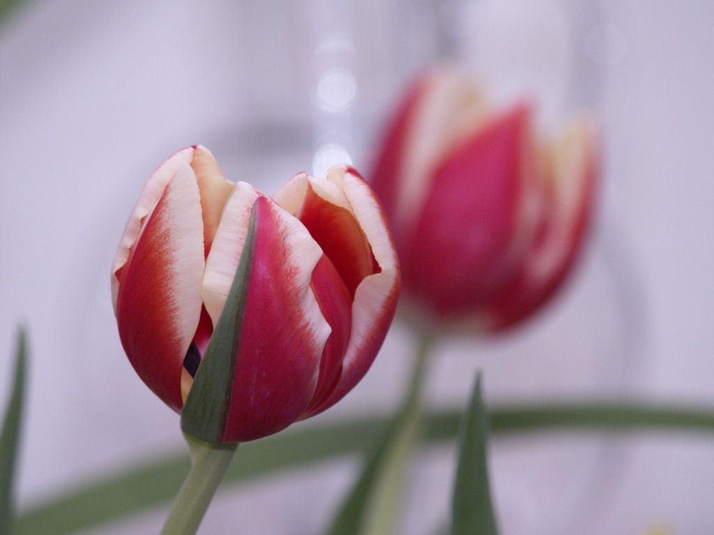 Garden tulip (Tulipa gesneriana)