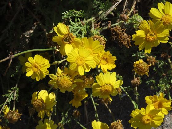 Garland daisy (Glebionis coronaria)