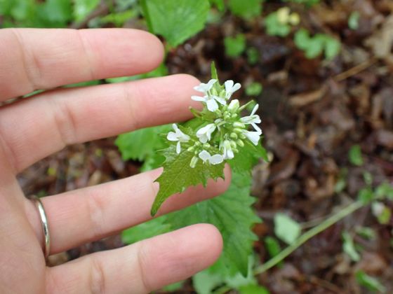Garlic mustard (Alliaria petiolata)