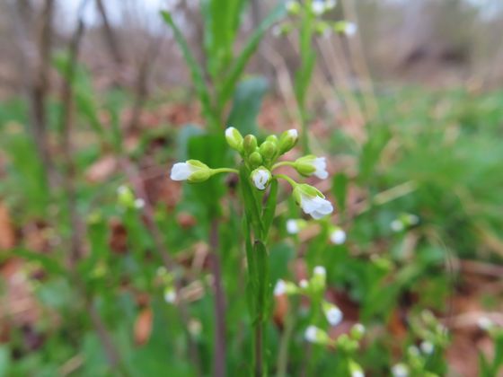 Garlic penny-cress (Mummenhoffia alliacea)