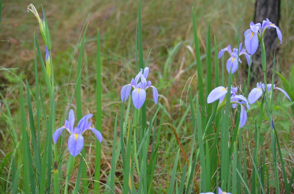 Giant blue iris (Iris giganticaerulea)