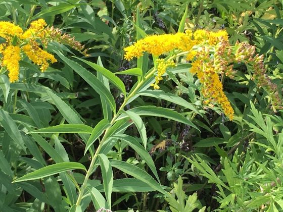 Giant goldenrod
